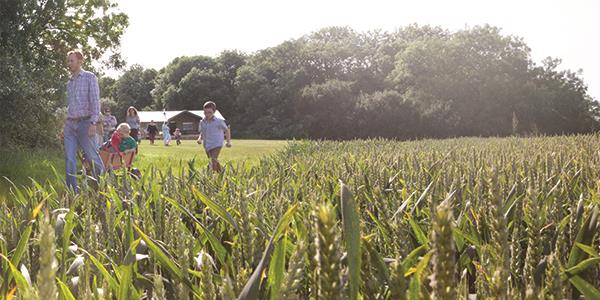 Family walking in a field