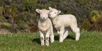 Lambing begins at Bleasdale in Lancashire
