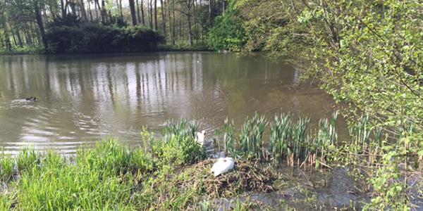 A view down to the swans