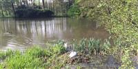 A view down to the swans