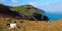 People walking on hill side, costal view, sea and goats Somerset