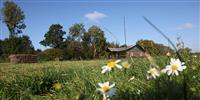 Daisy flowers in a field small house and hay bails Somerset