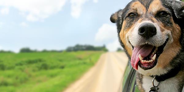 Dog sticking head out of car window