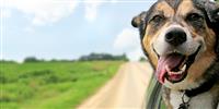 Dog sticking head out of car window