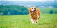Dog running through field