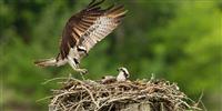 The Rutland Osprey Project