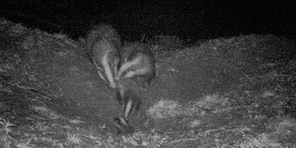 Image credit: Christine Ker at Kittisford Barton