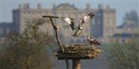 Maya at the Manton Bay nest. Image: Rutland Osprey Project; Wildlife Trust
