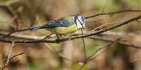 Blue tits at Kittisford