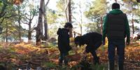 What to forage for this autumn: 7 things to look out for