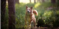 Pawsome dog walks in Somerset