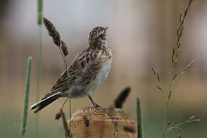 Watch and listen to the birds around you