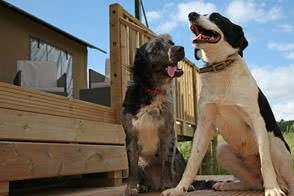 Dogs can come glamping on our sites