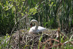 Swan in its nest - thumbnail