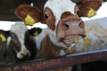 Meet the local residents of the working farm