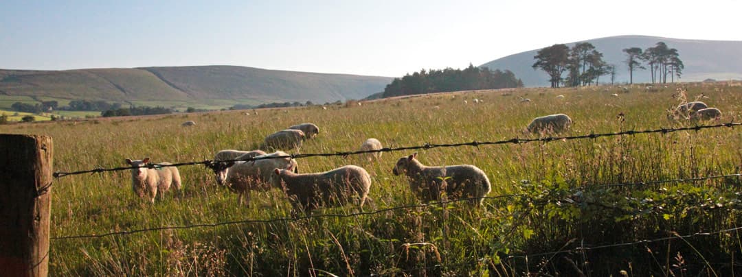The local sheep can't wait to meet you when you visit our Bleasdale, Lanchsire glamping site