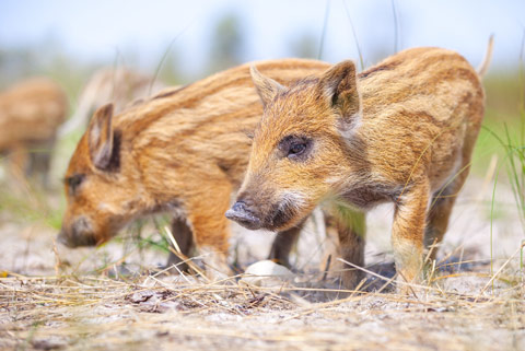 Wild Boar Park