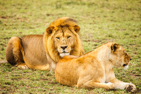 Take a trip to Longleat