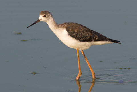 Stint at Minsmere